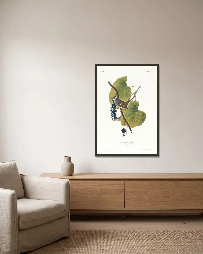 Białogłowy wróbel, John James Audubon w ramie na ścianie