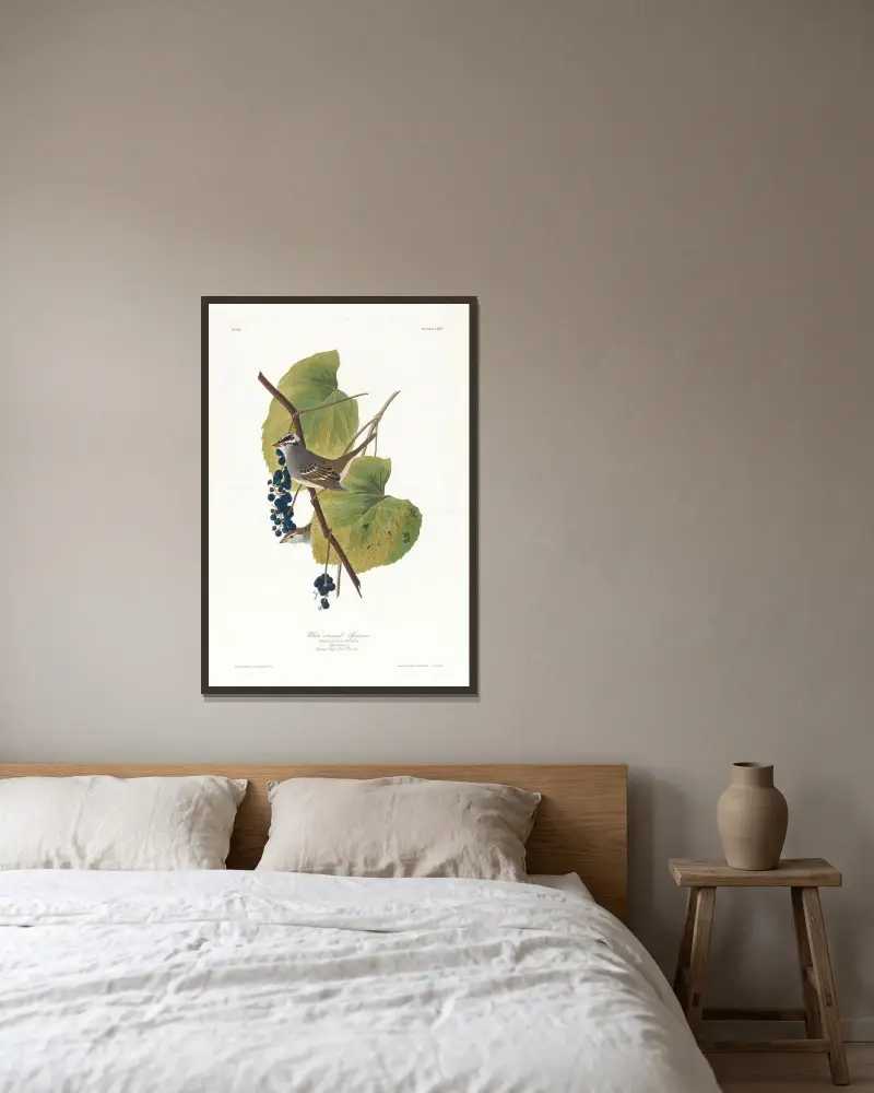 Białogłowy wróbel, John James Audubon w ramie na ścianie