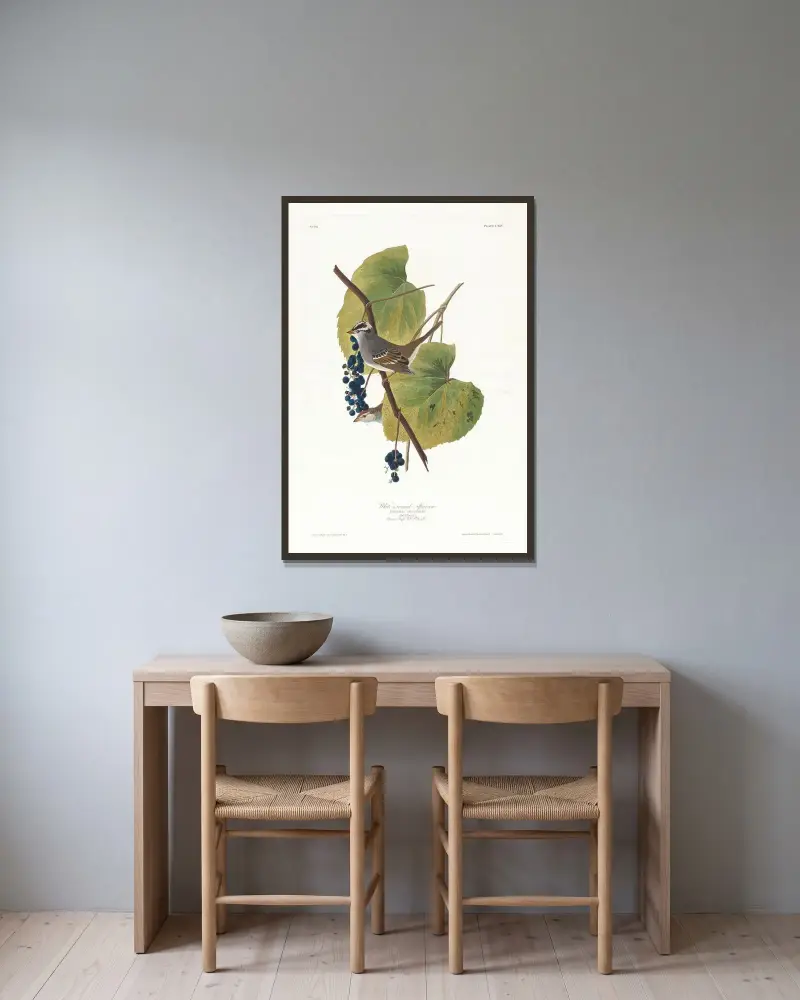 Białogłowy wróbel, John James Audubon w ramie na ścianie
