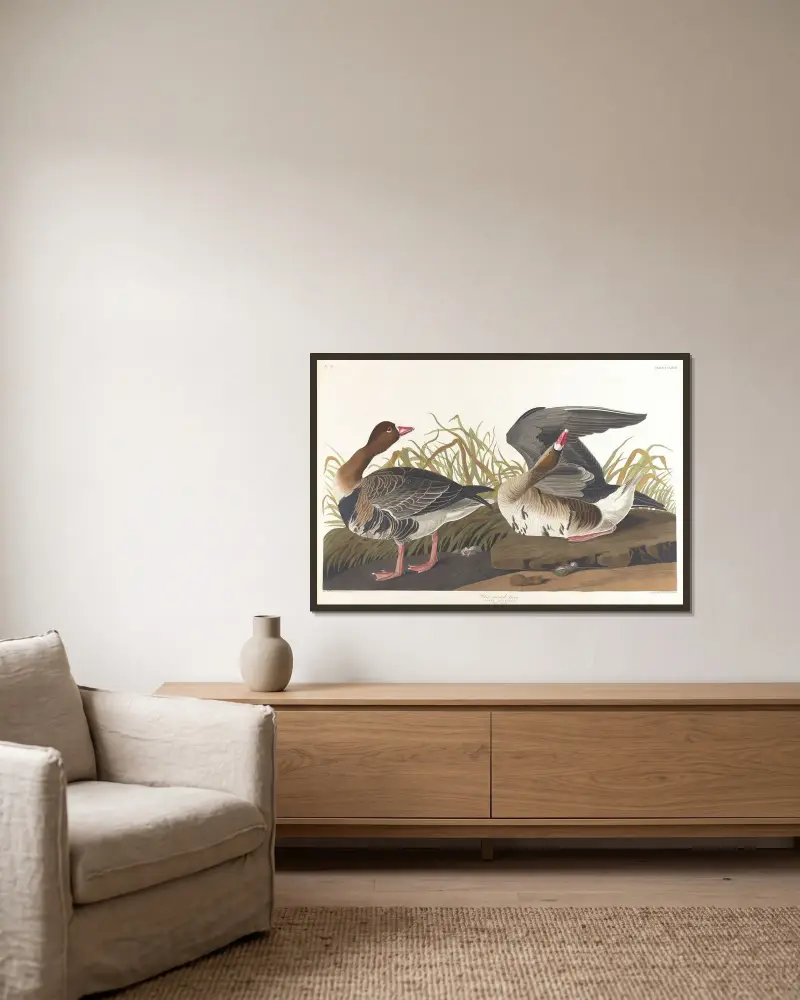 Blässgans von John James Audubon gerahmt an einer Wand