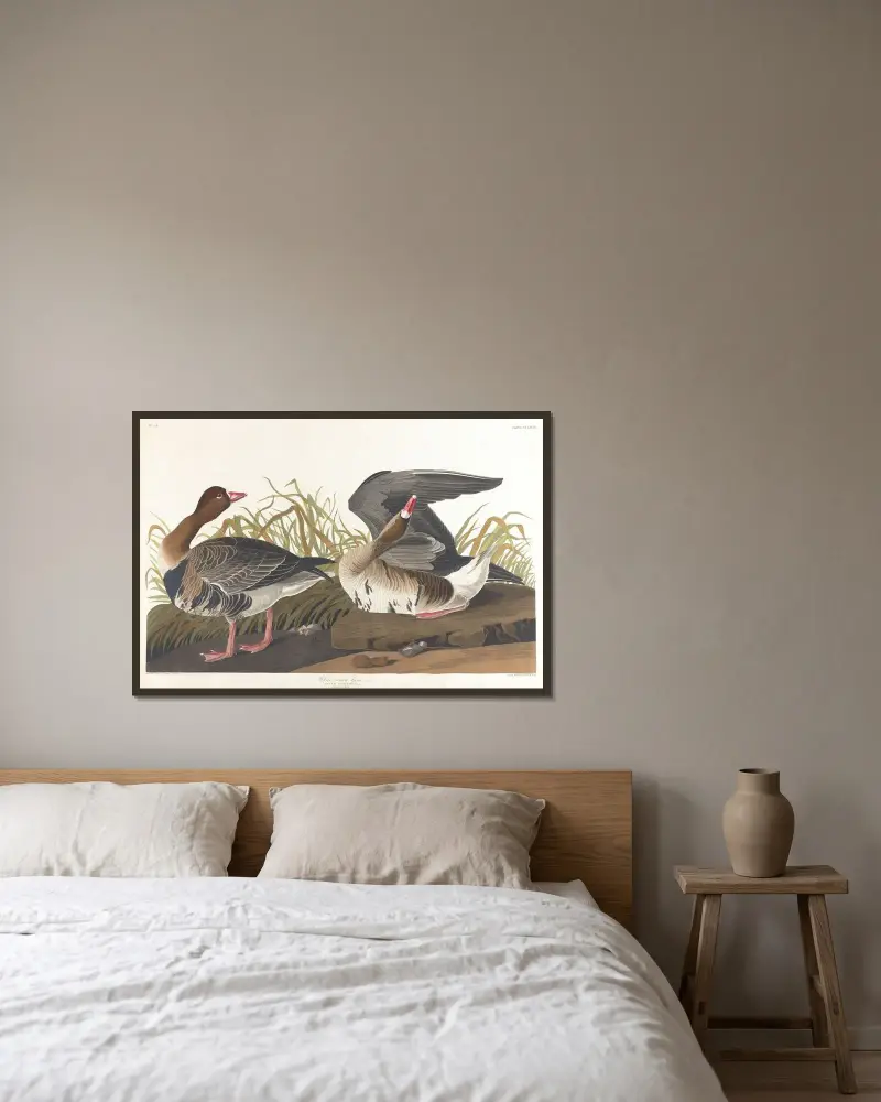 Blässgans von John James Audubon gerahmt an einer Wand