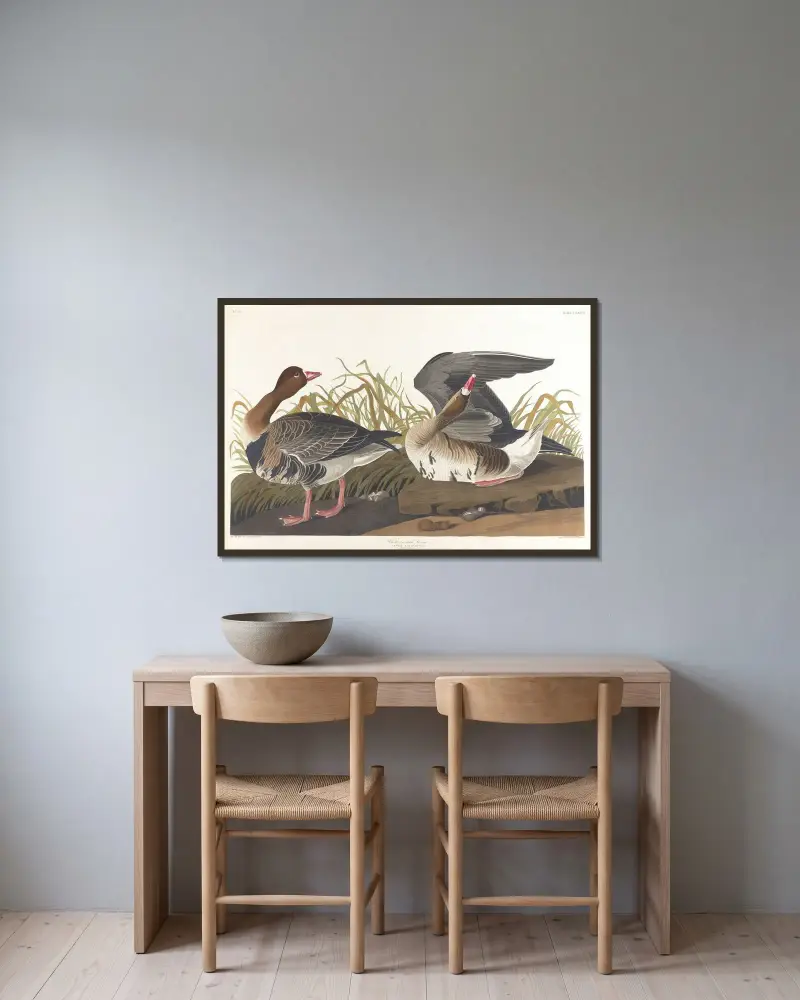 Blässgans von John James Audubon gerahmt an einer Wand