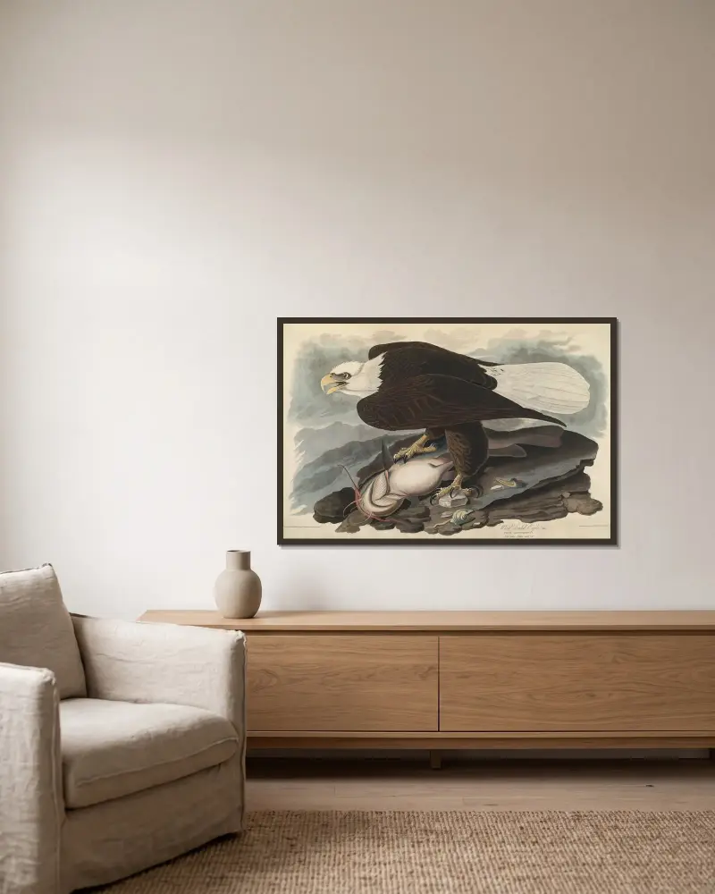 Orel bělohlavý, 1827 – Nr. 2, John James Audubon v rámu na stěně