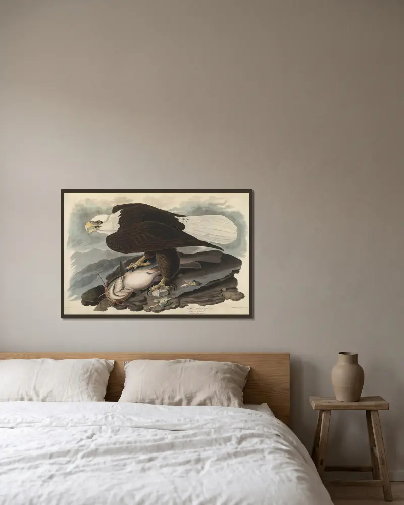 Orel bělohlavý, 1827 – Nr. 2, John James Audubon v rámu na stěně
