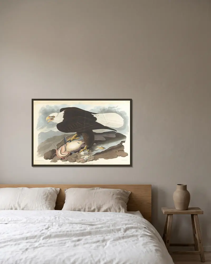 Weißkopfseeadler, 1827 – Nr. 1 von John James Audubon gerahmt an einer Wand