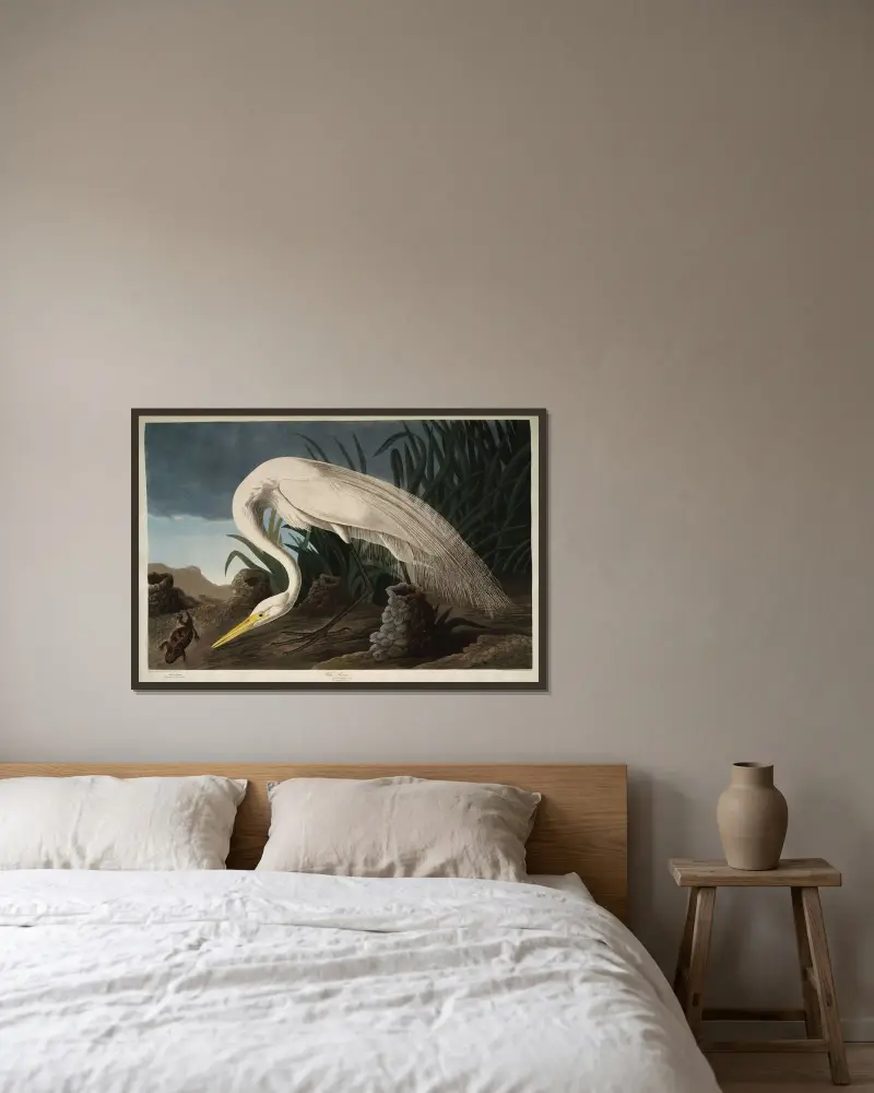 Bílá volavka, 1827 – Nr. 2, John James Audubon v rámu na stěně