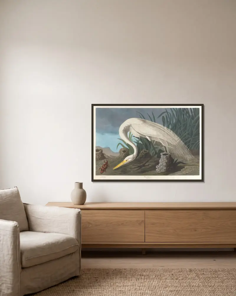 Bílá volavka, 1827 – Nr. 1, John James Audubon v rámu na stěně