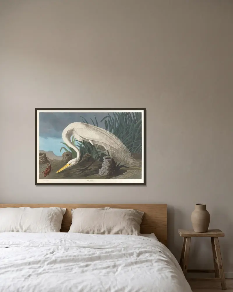 Bílá volavka, 1827 – Nr. 1, John James Audubon v rámu na stěně