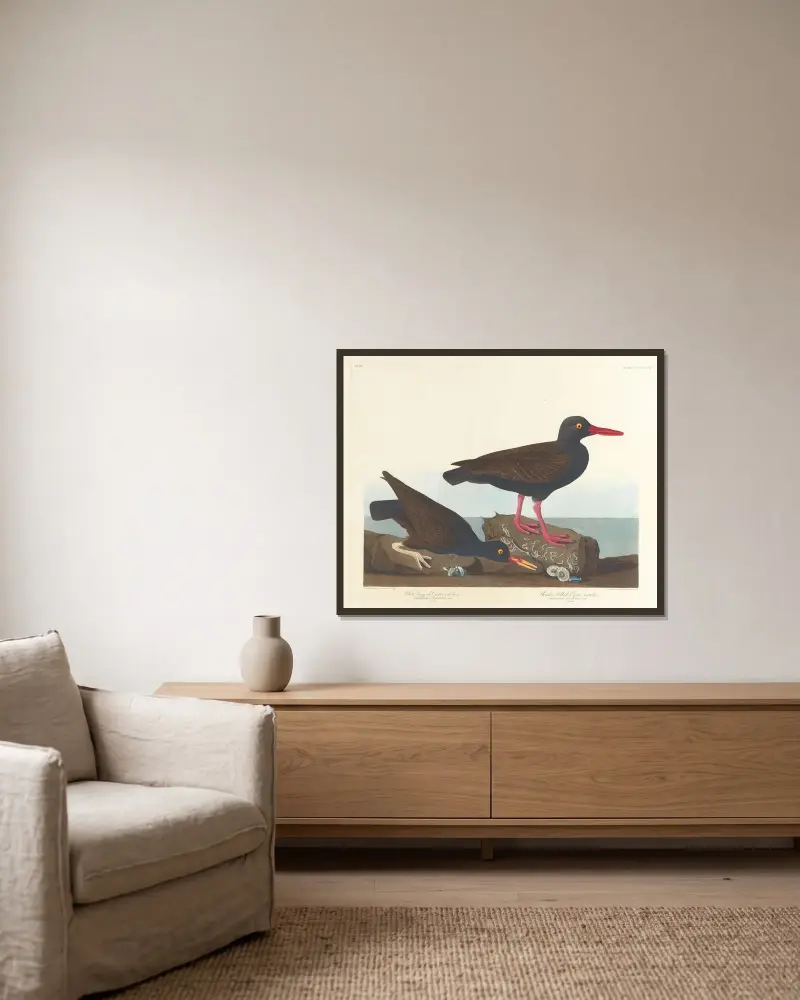 White-legged oyster-catcher. Slender-billed oyster-catcher av John James Audubon inramad på en vägg