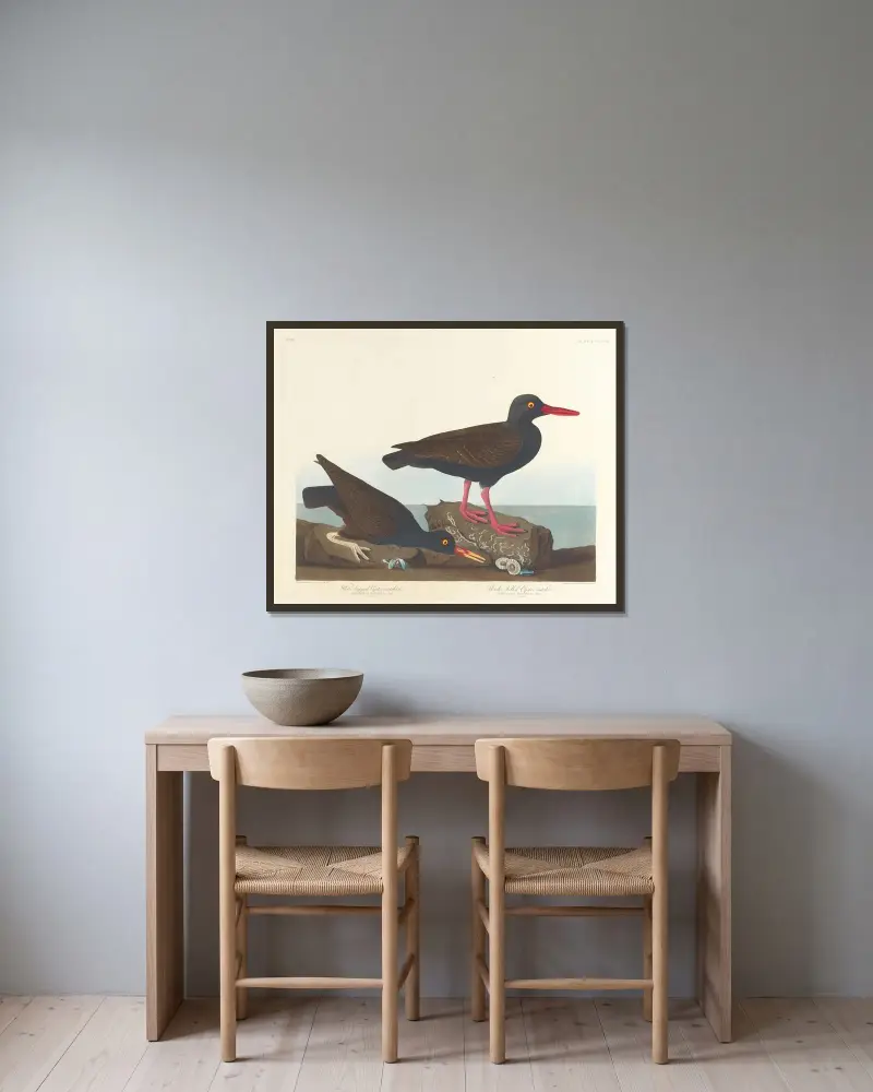 White-legged oyster-catcher. Slender-billed oyster-catcher av John James Audubon inramad på en vägg