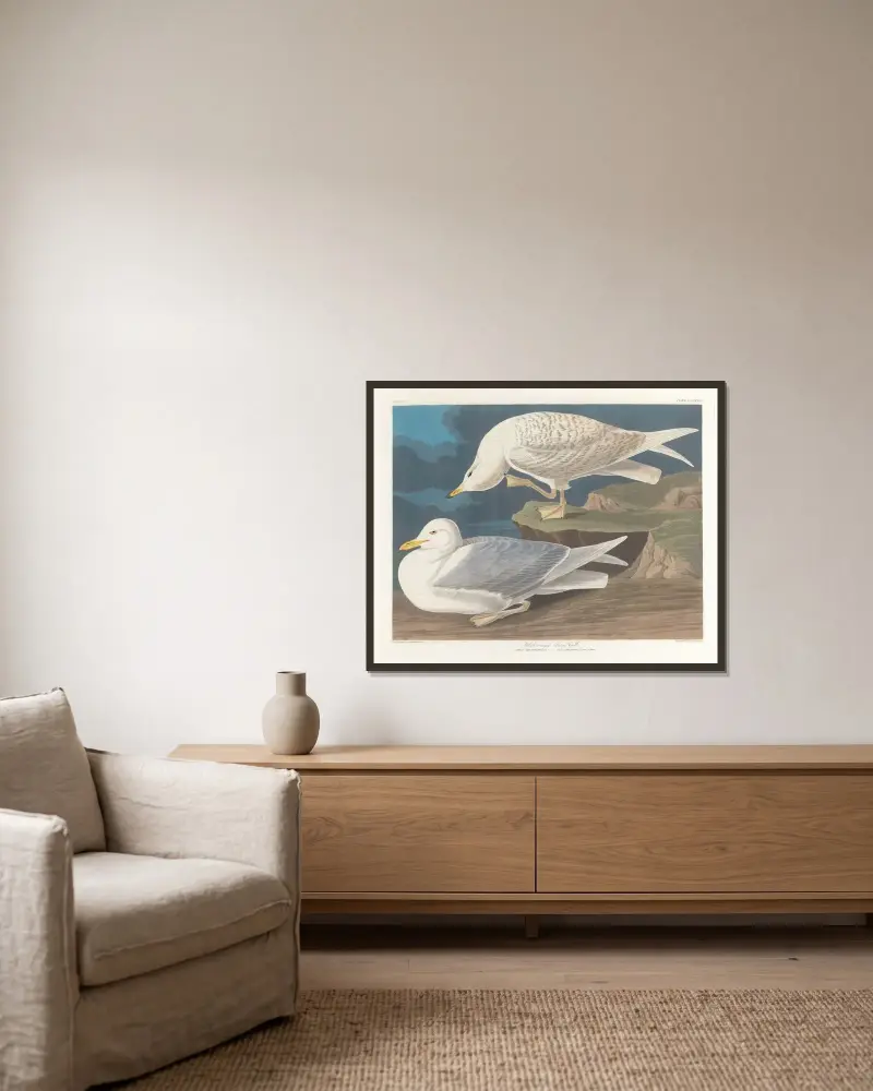 White-winged silvery gull av John James Audubon inramad på en vägg