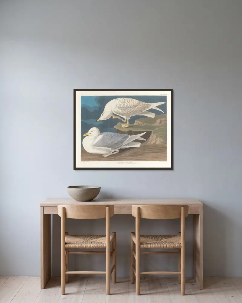 White-winged silvery gull av John James Audubon inramad på en vägg