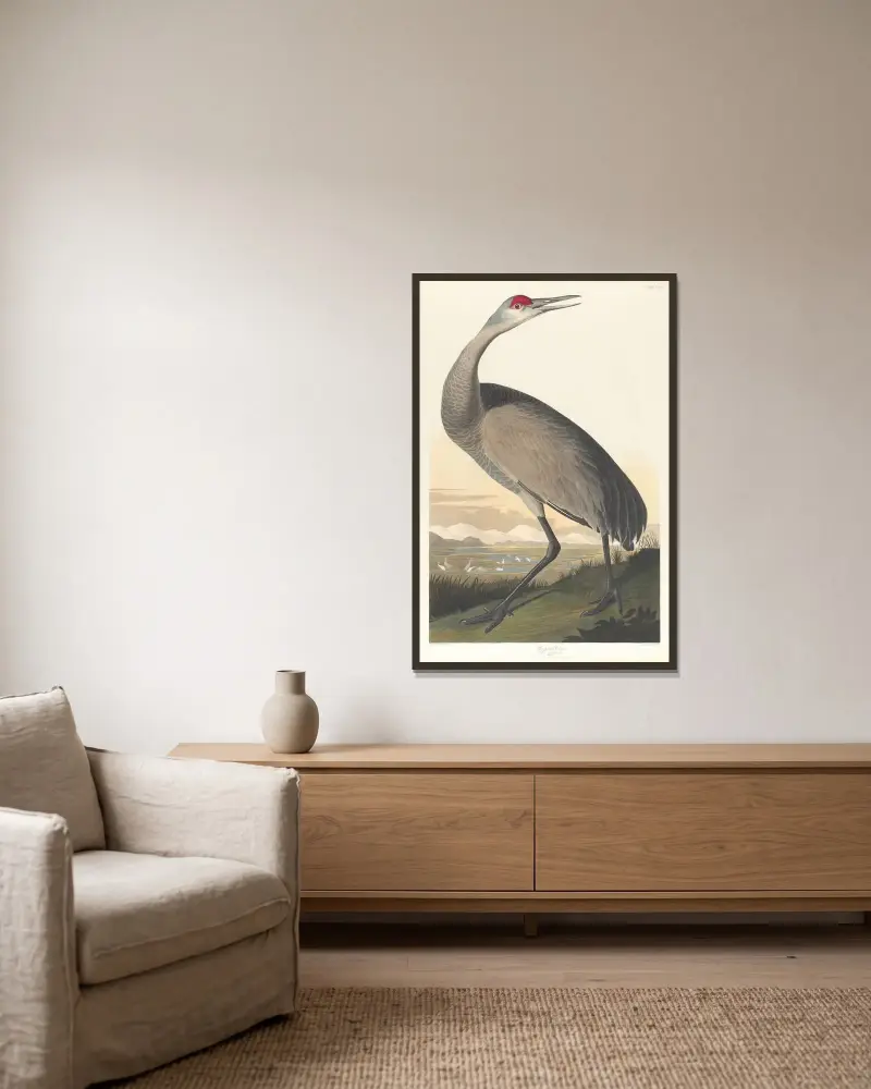 Trumpetartrana, John James Audubon v rámu na stěně