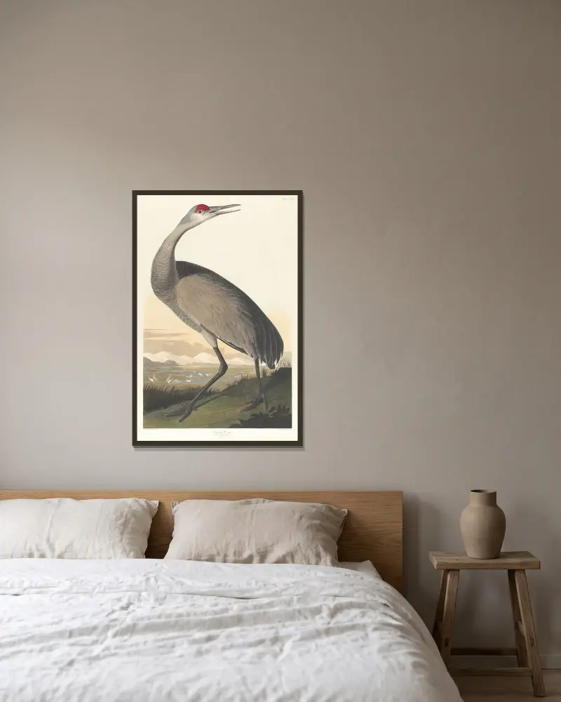 Trumpetartrana, John James Audubon v rámu na stěně