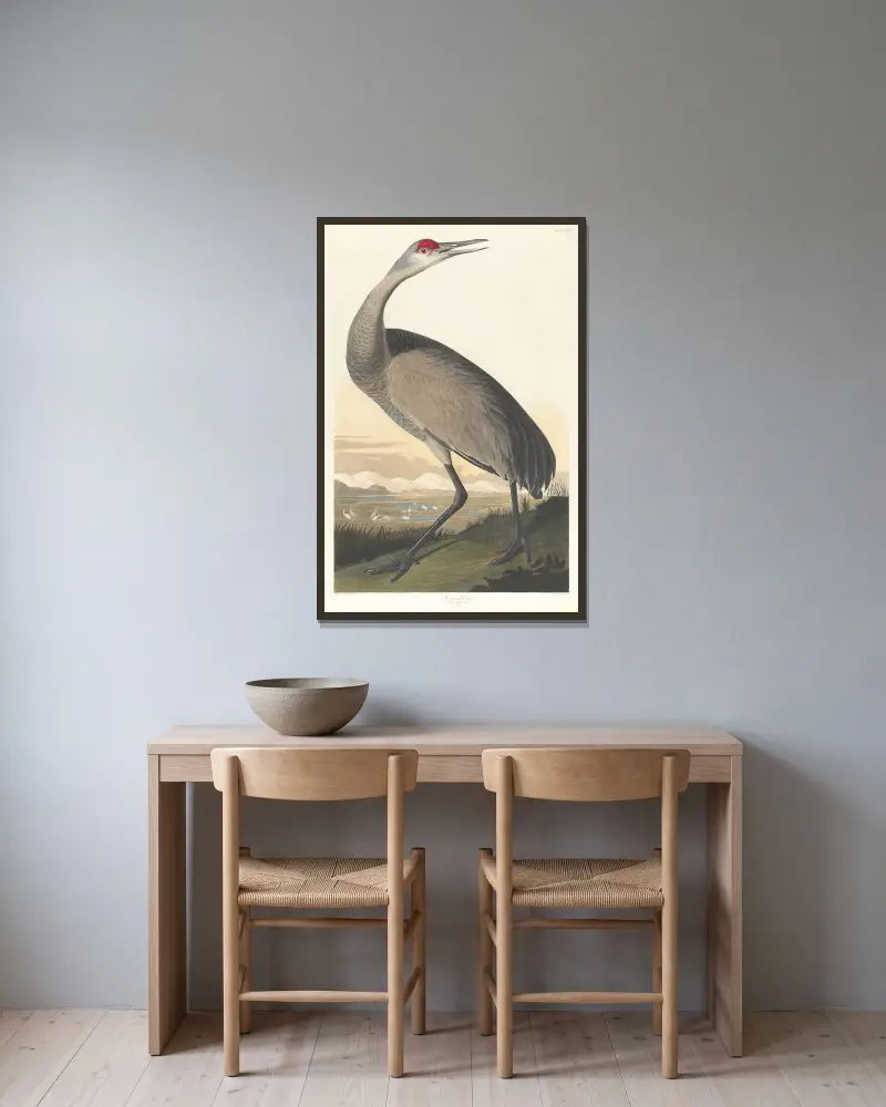 Trumpetartrana, John James Audubon v rámu na stěně