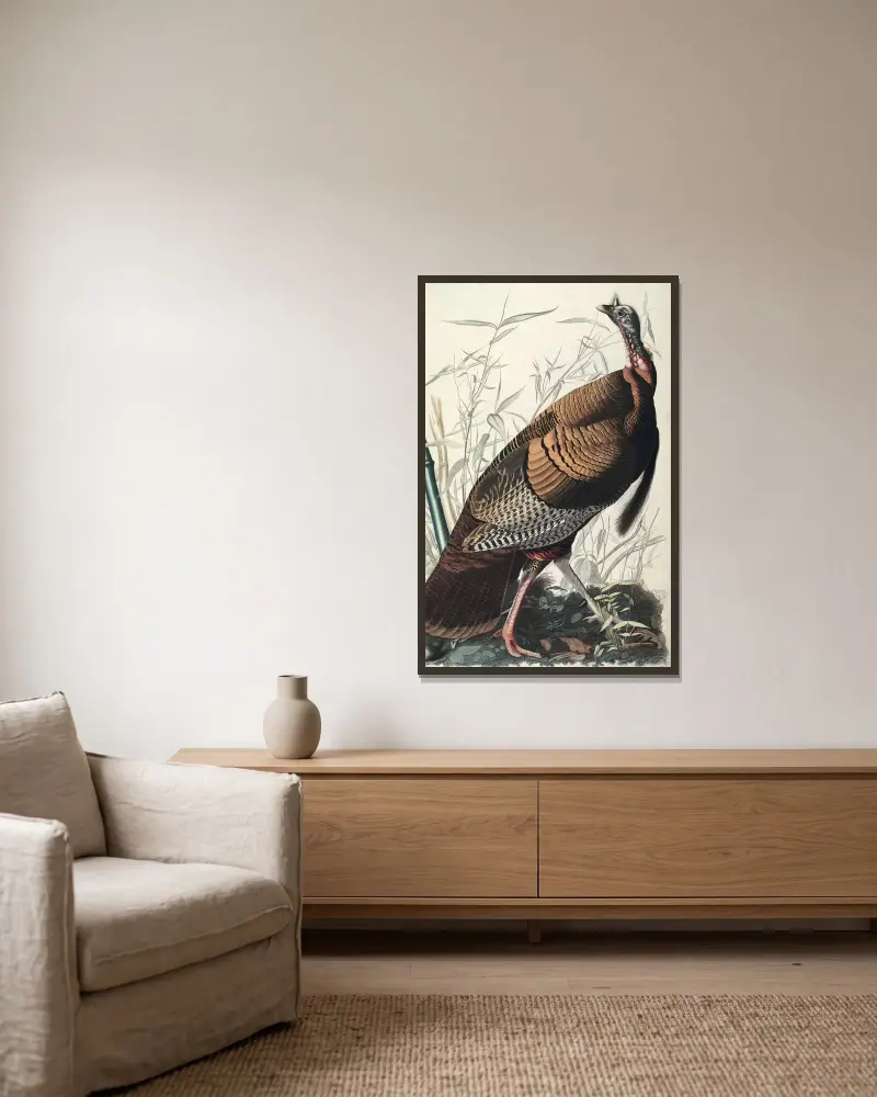 Divoký krocan, 1827 – Nr. 2, John James Audubon v rámu na stěně