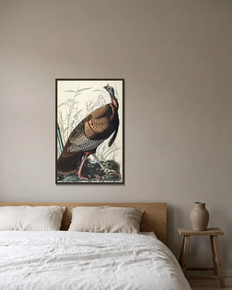 Divoký krocan, 1827 – Nr. 2, John James Audubon v rámu na stěně