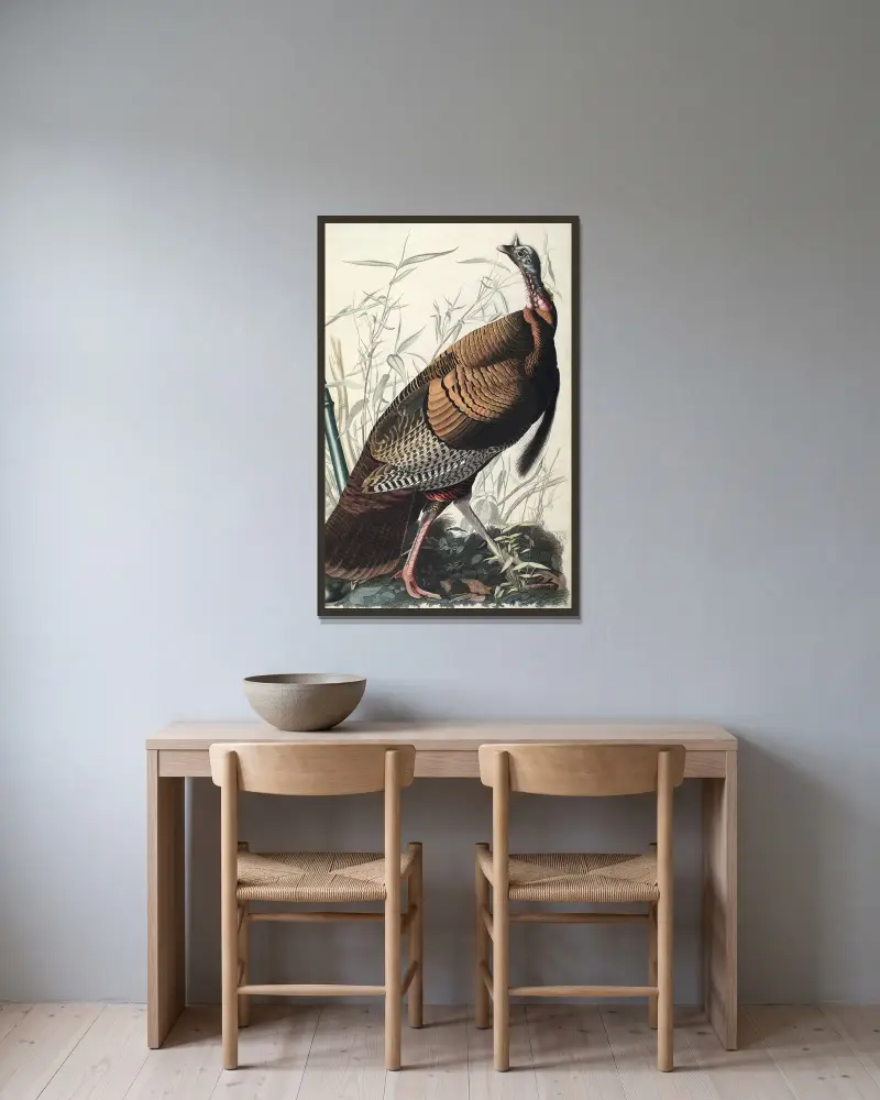 Divoký krocan, 1827 – Nr. 2, John James Audubon v rámu na stěně