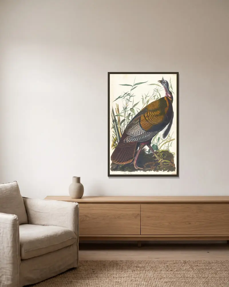 Divoký krocan, 1827 – Nr. 1, John James Audubon v rámu na stěně