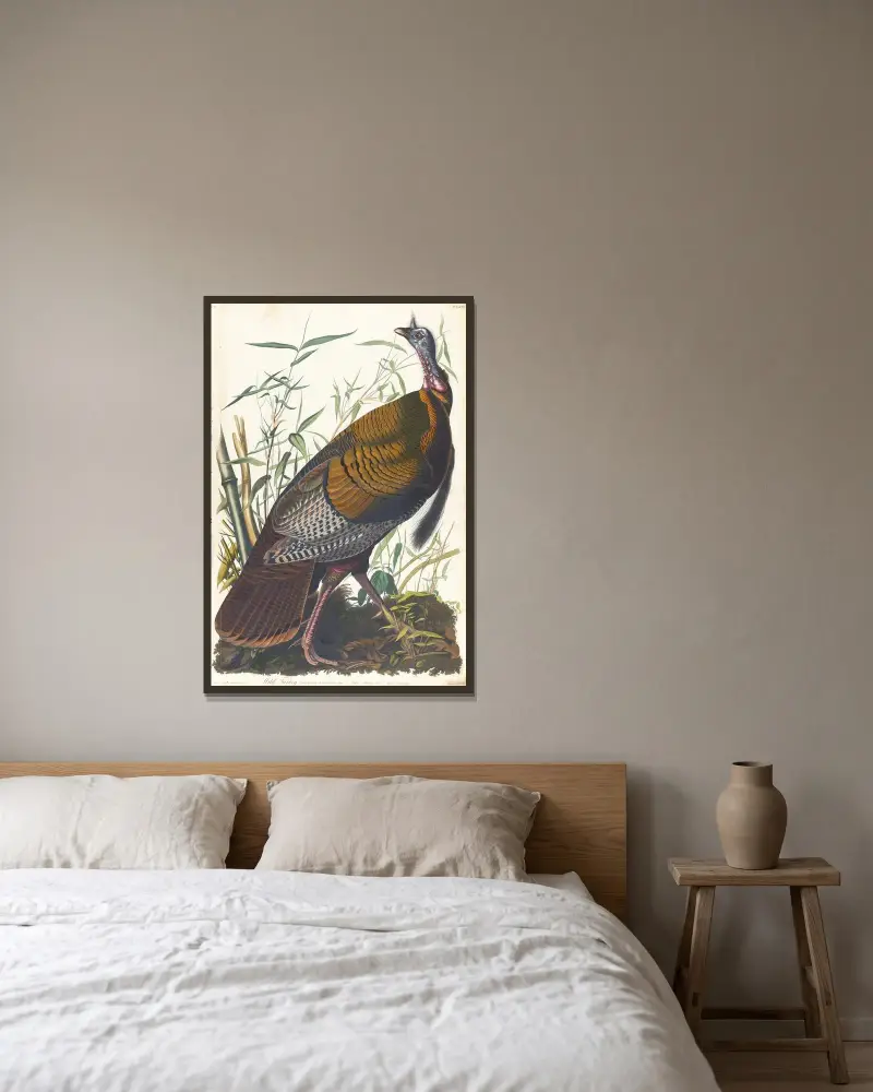 Divoký krocan, 1827 – Nr. 1, John James Audubon v rámu na stěně