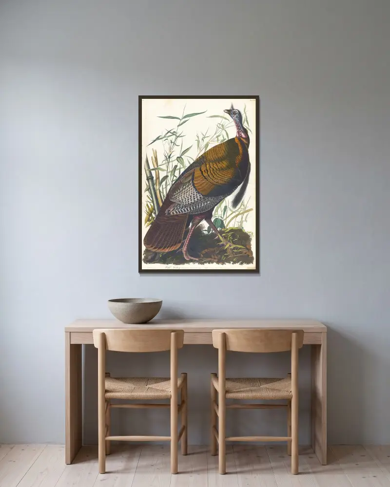 Divoký krocan, 1827 – Nr. 1, John James Audubon v rámu na stěně