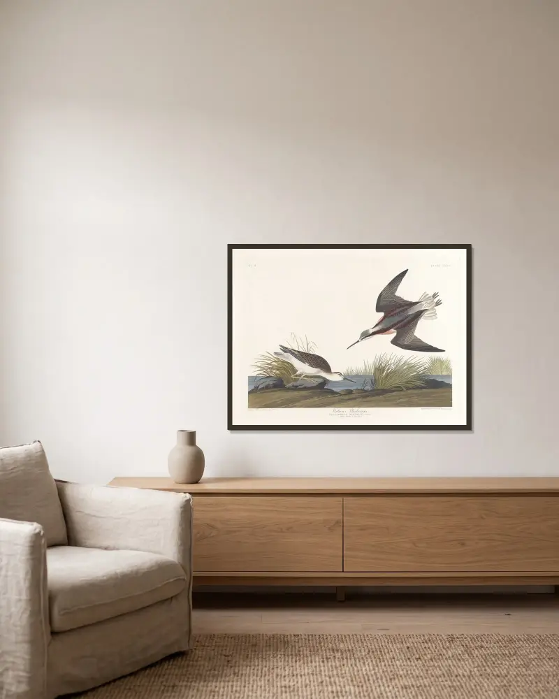 Wilsonův lyskonoh, John James Audubon v rámu na stěně