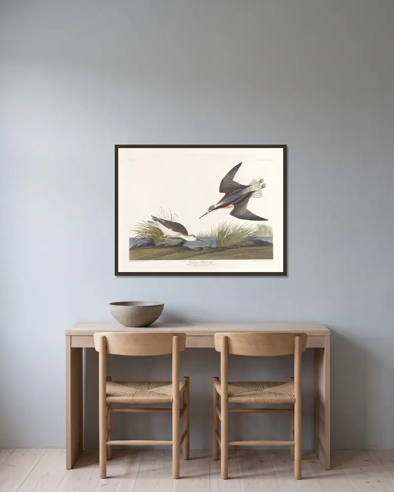 Wilsonův lyskonoh, John James Audubon v rámu na stěně
