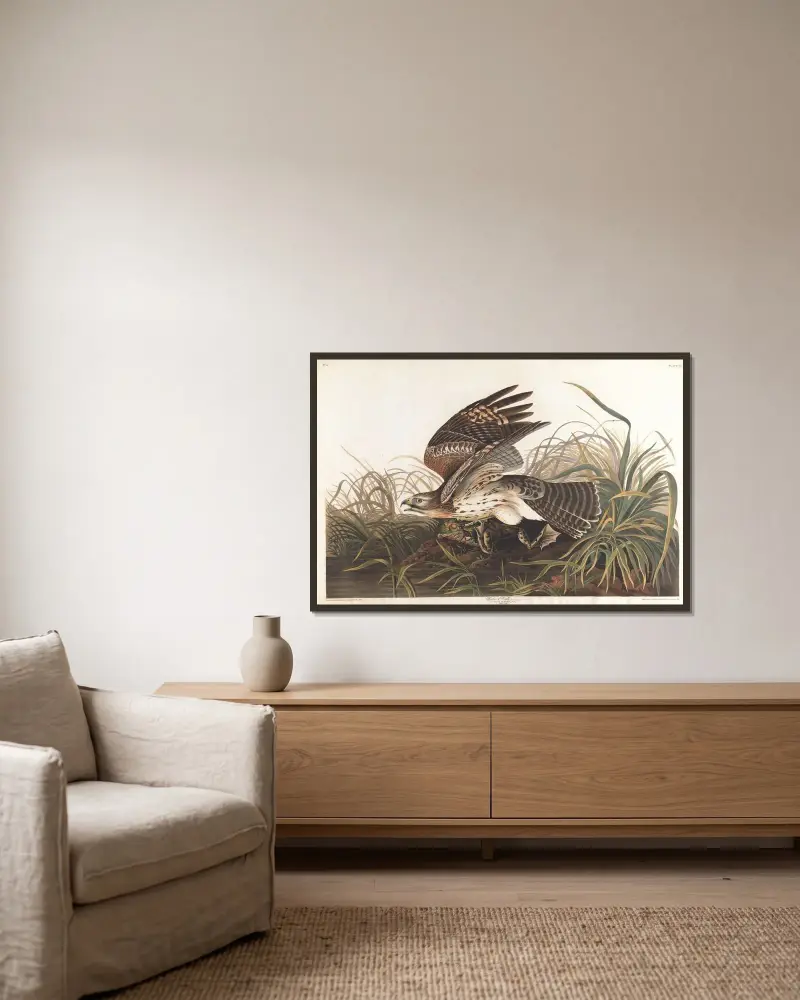 Vintervråk, John James Audubon v rámu na stěně