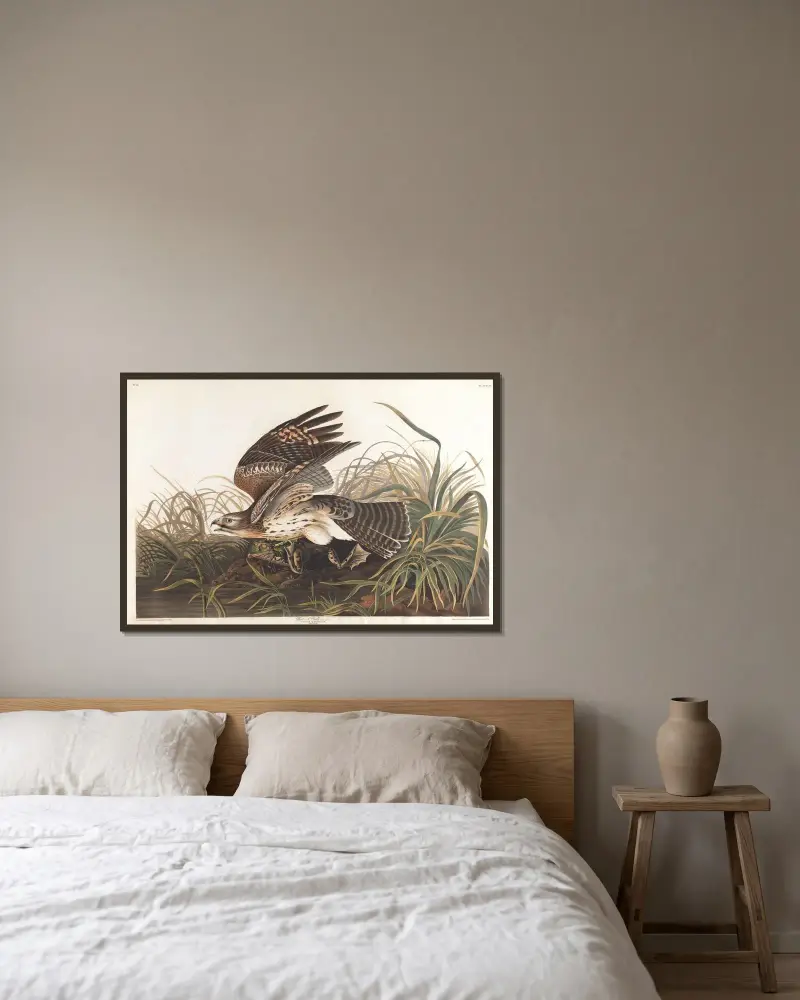 Vintervråk, John James Audubon v rámu na stěně