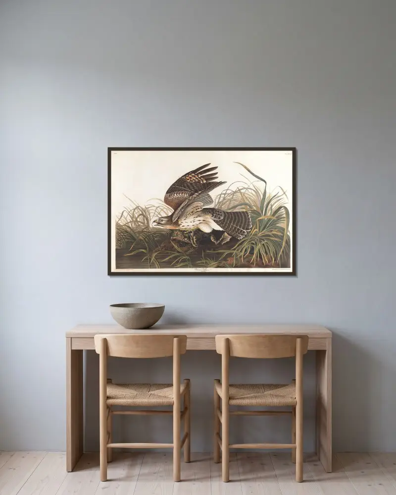 Vintervråk, John James Audubon v rámu na stěně