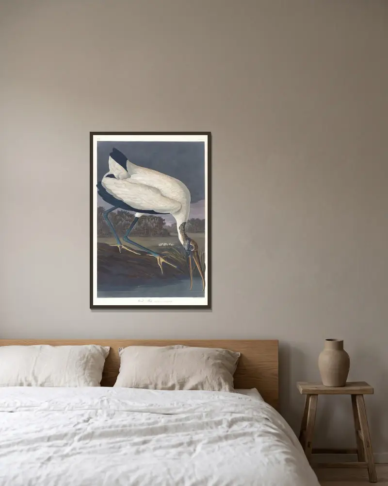 Waldstorch von John James Audubon gerahmt an einer Wand
