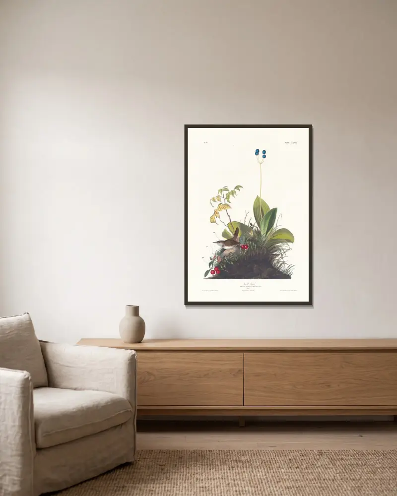 Skogsgärdsmyg, John James Audubon v rámu na stěně