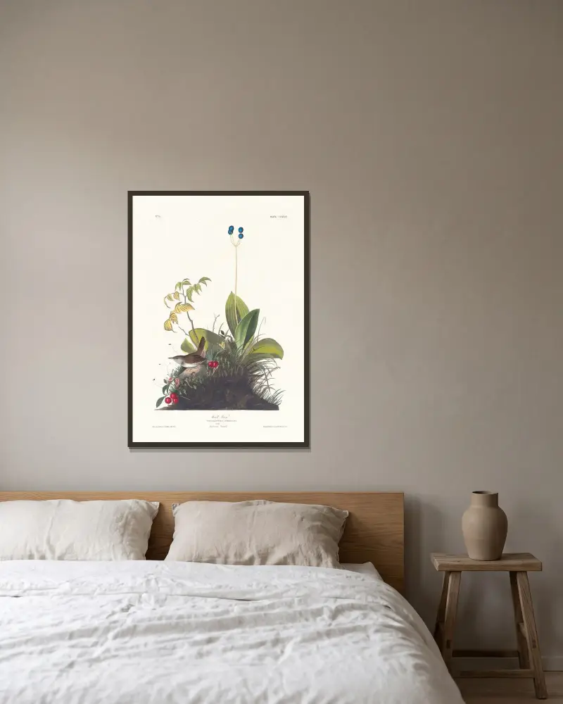Skogsgärdsmyg, John James Audubon v rámu na stěně