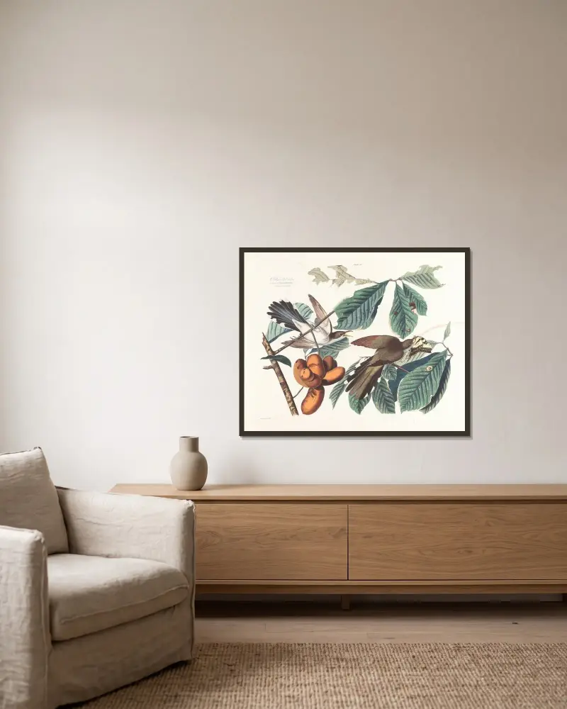 Žlutožobý kukačka deštivá, John James Audubon v rámu na stěně