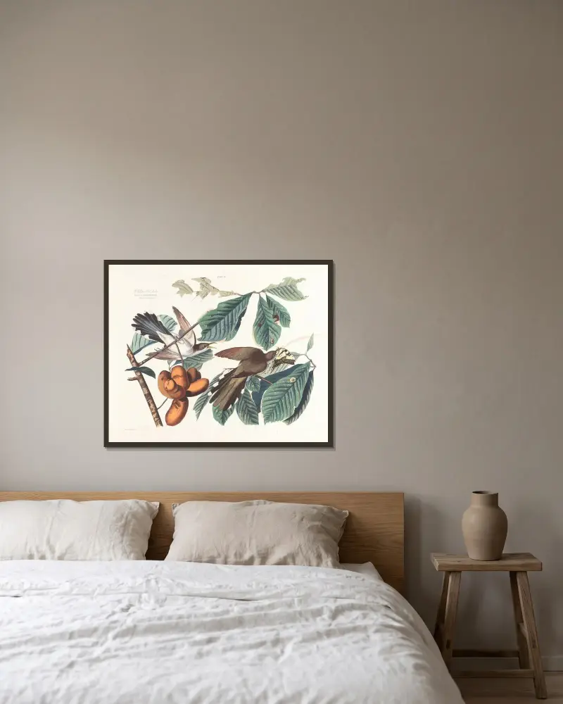 Žlutožobý kukačka deštivá, John James Audubon v rámu na stěně