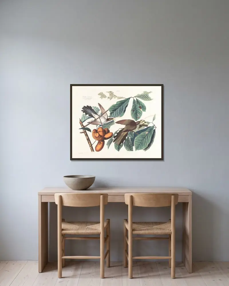 Žlutožobý kukačka deštivá, John James Audubon v rámu na stěně