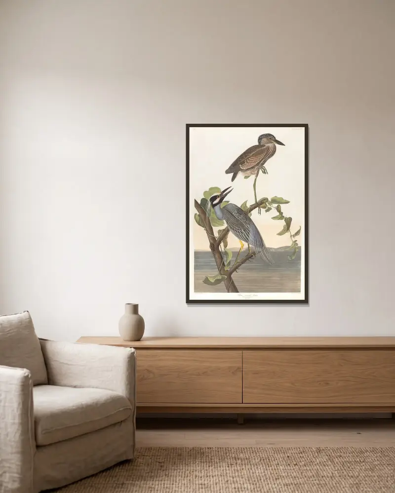 Czapla żółtoczuba, John James Audubon w ramie na ścianie