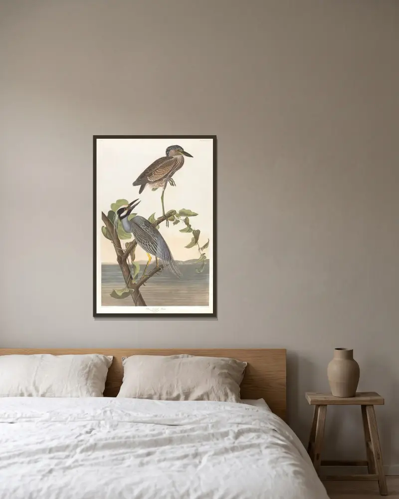 Czapla żółtoczuba, John James Audubon w ramie na ścianie