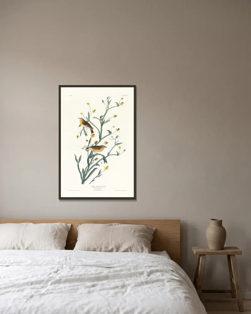 Żółta lasówka, John James Audubon w ramie na ścianie
