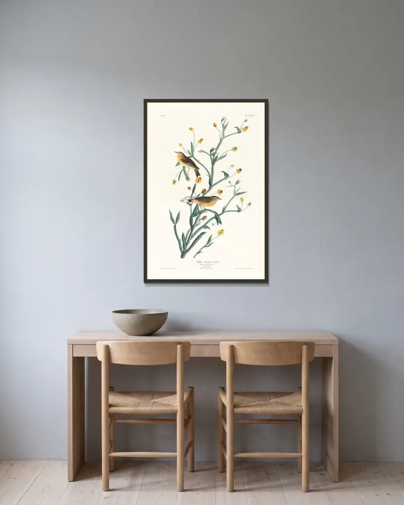 Żółta lasówka, John James Audubon w ramie na ścianie