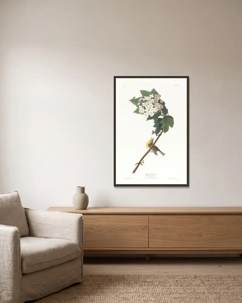 Gelbkehlvireo von John James Audubon gerahmt an einer Wand