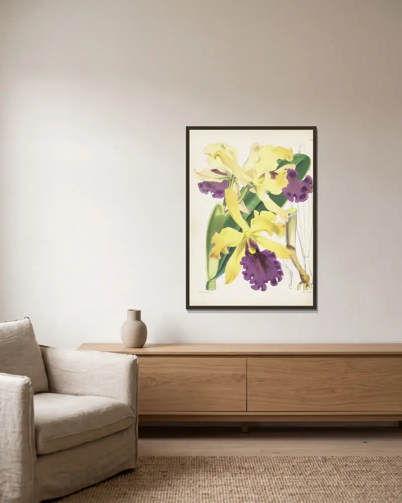 Captain Dow's Cattleya (Cattleya dowiana) von James Bateman gerahmt an einer Wand