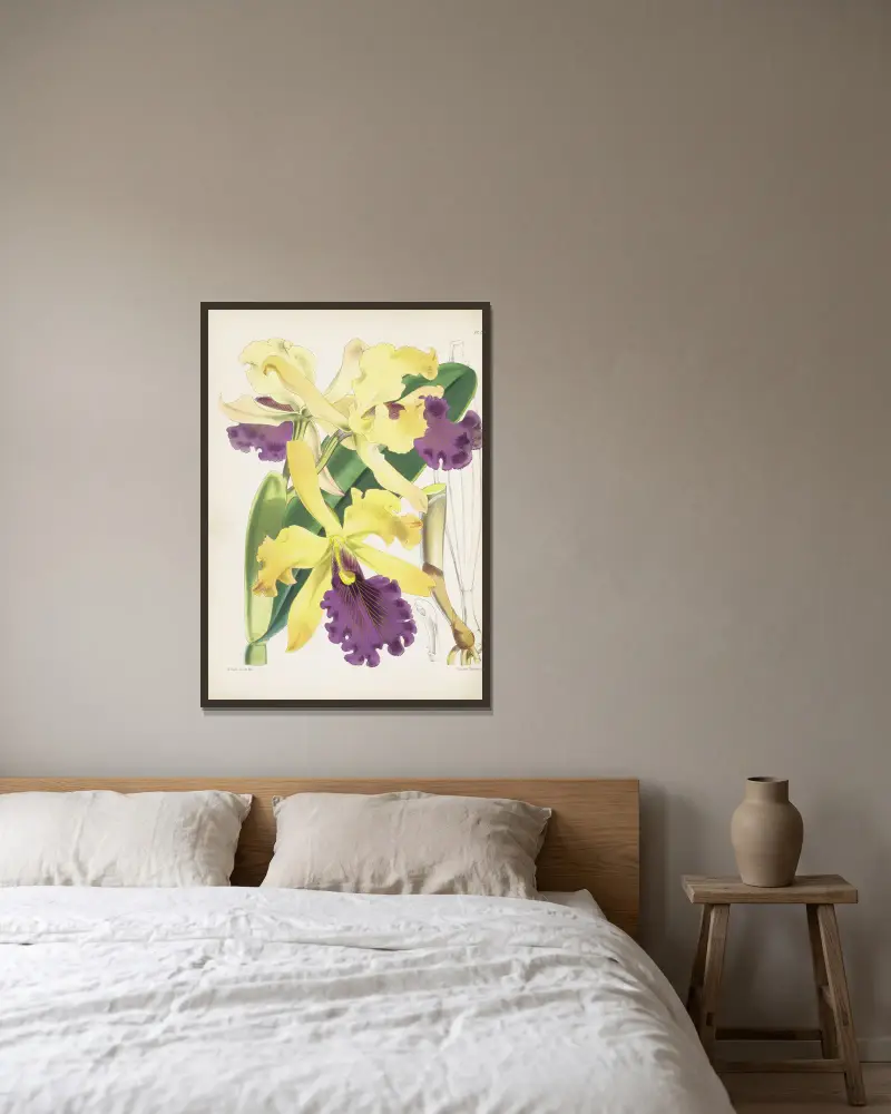 Captain Dow's Cattleya (Cattleya dowiana) von James Bateman gerahmt an einer Wand