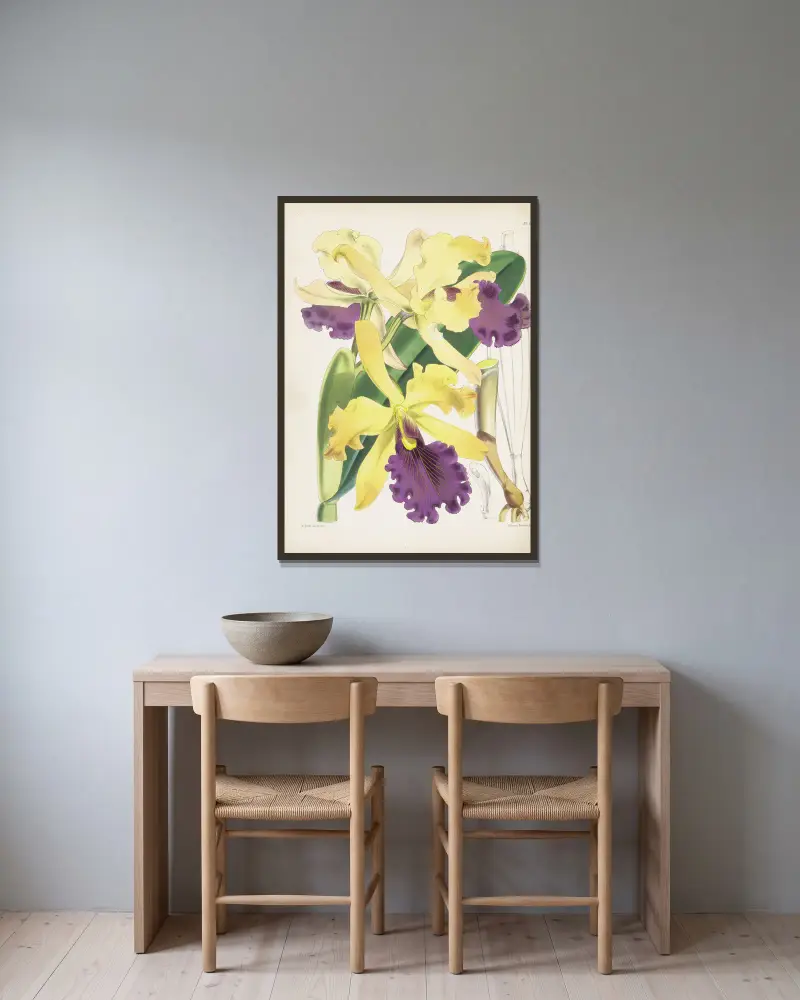 Captain Dow's Cattleya (Cattleya dowiana) von James Bateman gerahmt an einer Wand