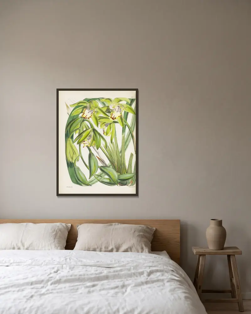 Dr. Hookerovo cymbidium (Cymbidium hookerianum), James Bateman v rámu na stěně