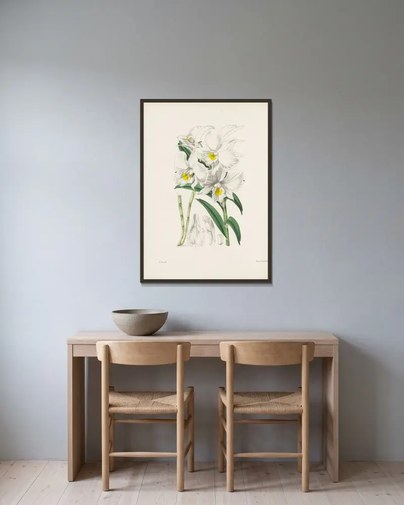 Dendrobium infundibulum, James Bateman v rámu na stěně