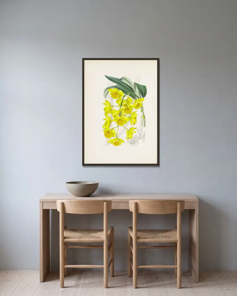 Goldbogen-Dendrobium (Dendrobium chrysotoxum) von James Bateman gerahmt an einer Wand