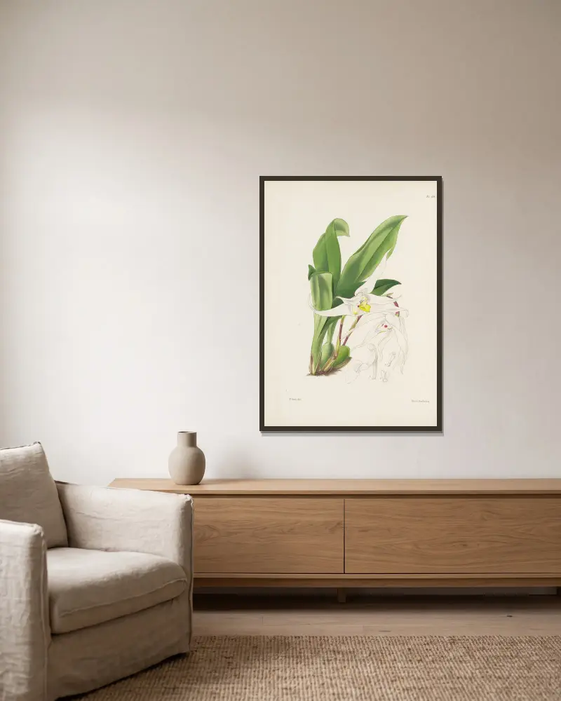 Graceful Maxillaria (Maxillaria venusta) von James Bateman gerahmt an einer Wand