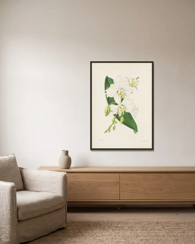 Großblütige indische Schmetterlingspflanze (Phalaenopsis amabilis, var. grandiflora) von James Bateman gerahmt an einer Wand