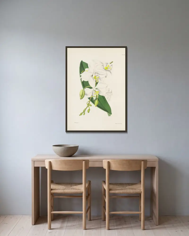 Großblütige indische Schmetterlingspflanze (Phalaenopsis amabilis, var. grandiflora) von James Bateman gerahmt an einer Wand